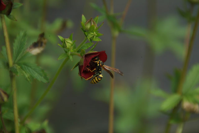 Potentilla thurberi bestellen